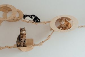 Відмінності між котами та кішками: Як їх розпізнати фото